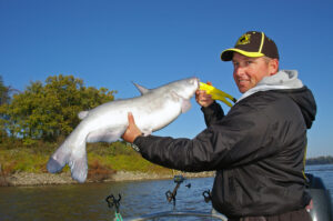 Blue Catfish 005