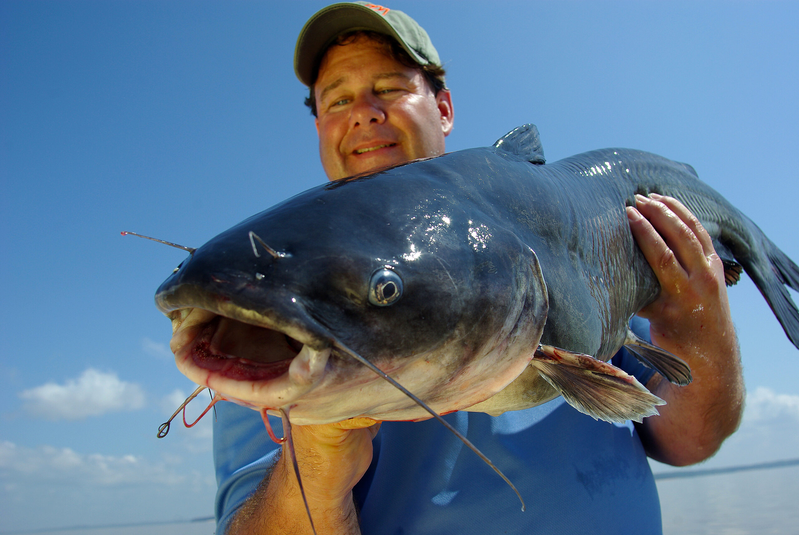 Blue Catfish 028