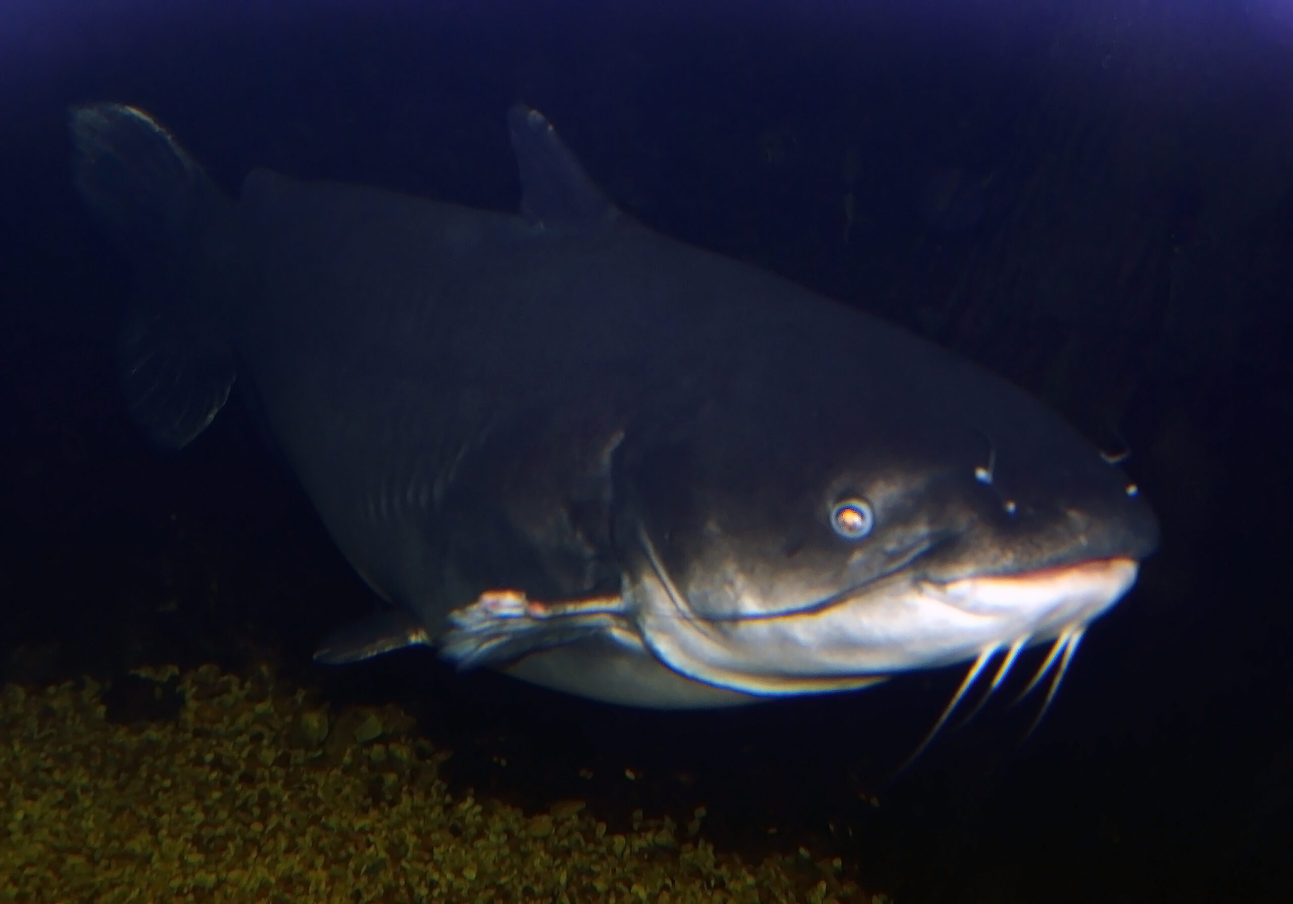 Blue Catfish 029