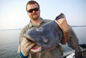 Blue Catfish 031