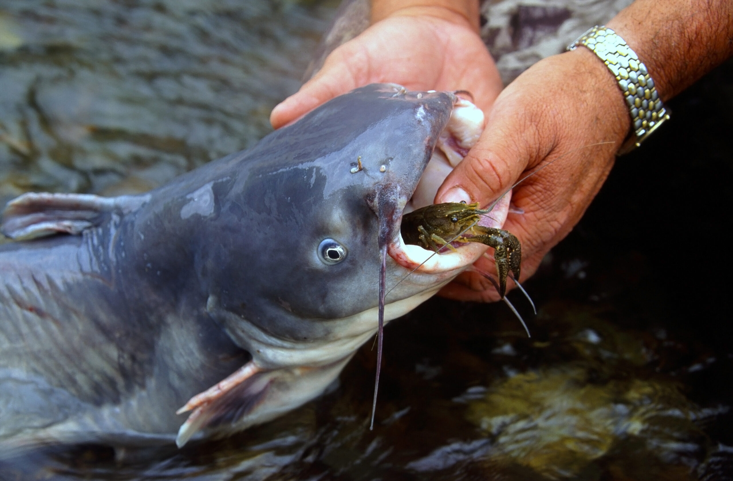 Blue Catfish 036