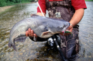 Blue Catfish 041