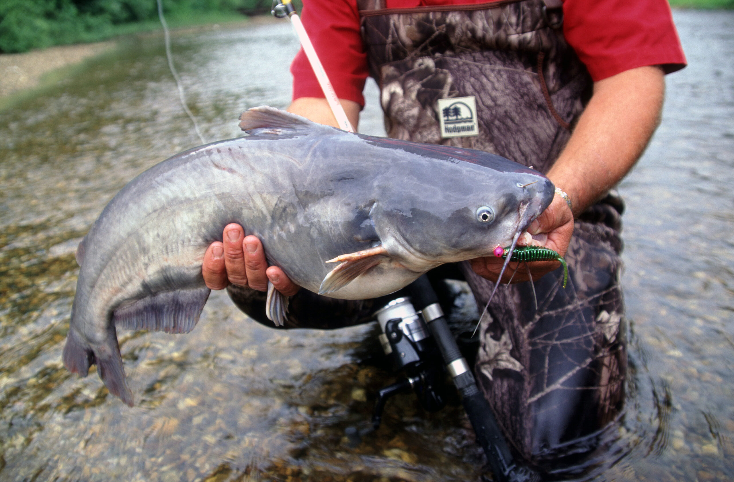 Blue Catfish 041