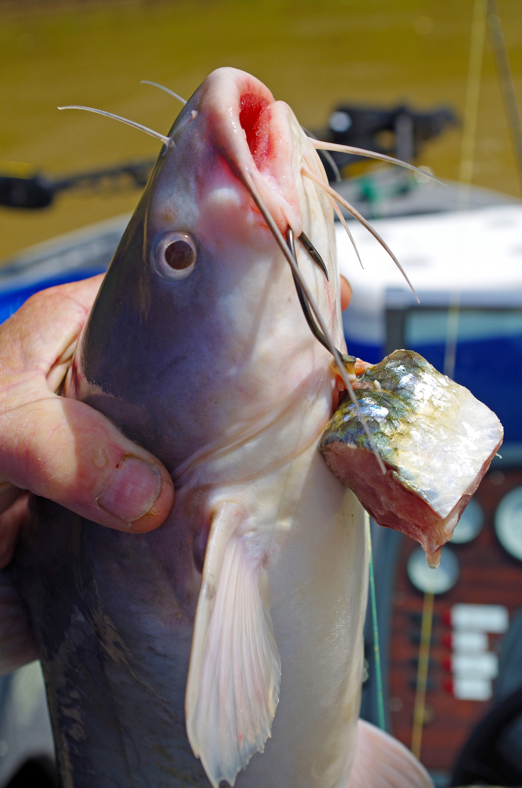 Blue Catfish 060