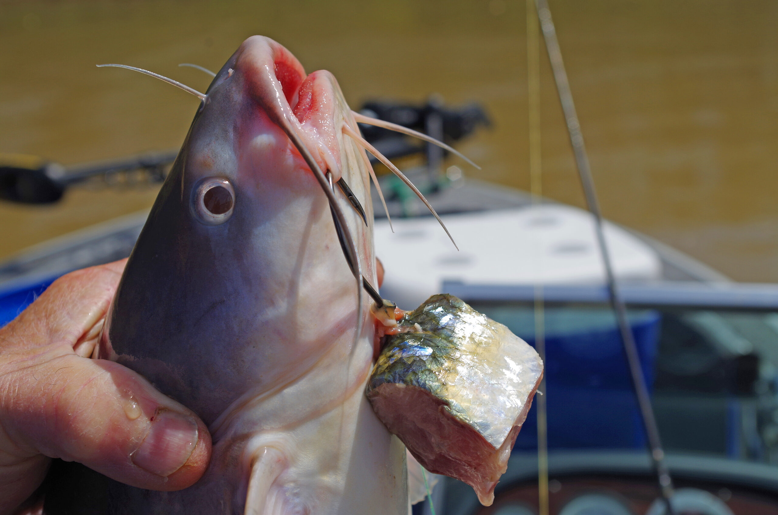 Blue Catfish 061