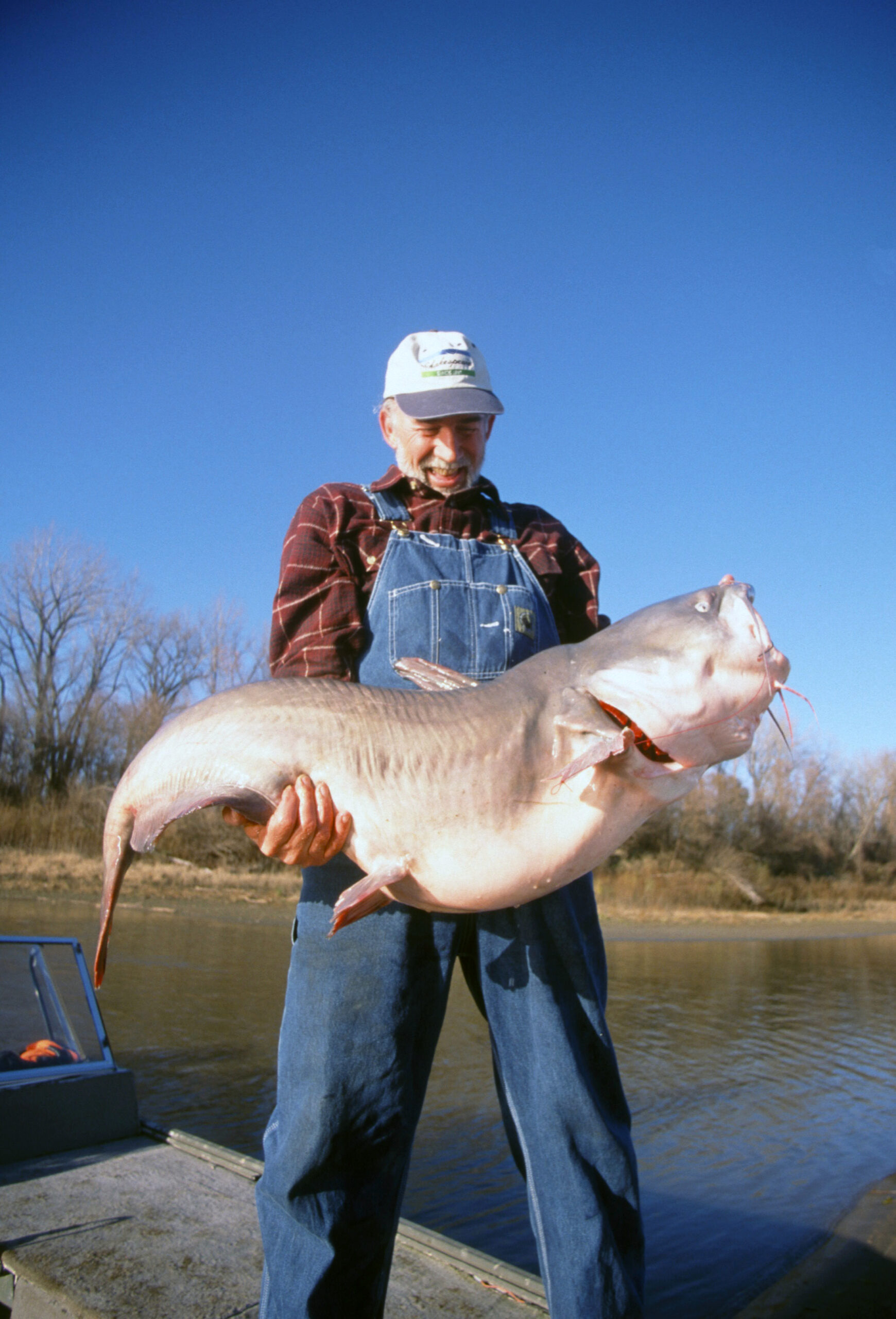 Blue Catfish 102