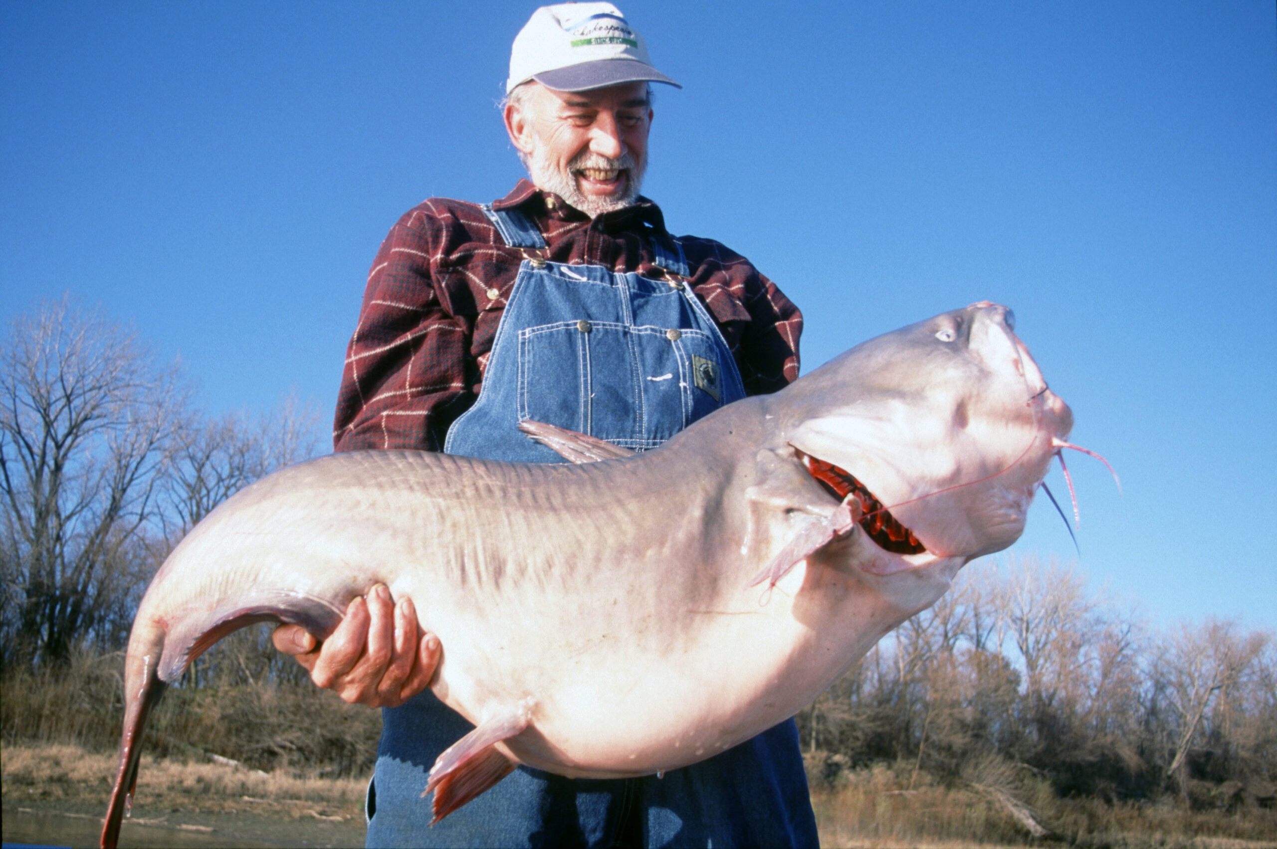 Blue Catfish 103