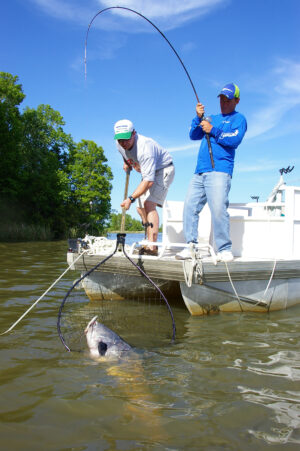 Blue Catfish 123