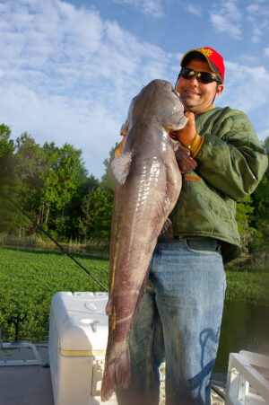 Blue Catfish 125