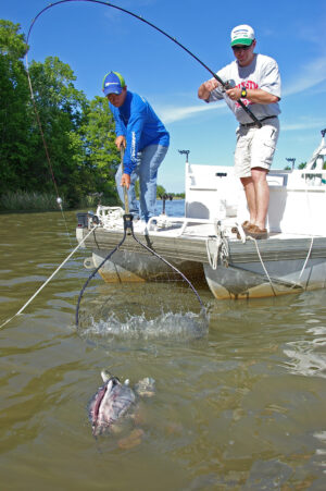 Blue Catfish 130