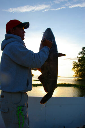 Blue Catfish 136