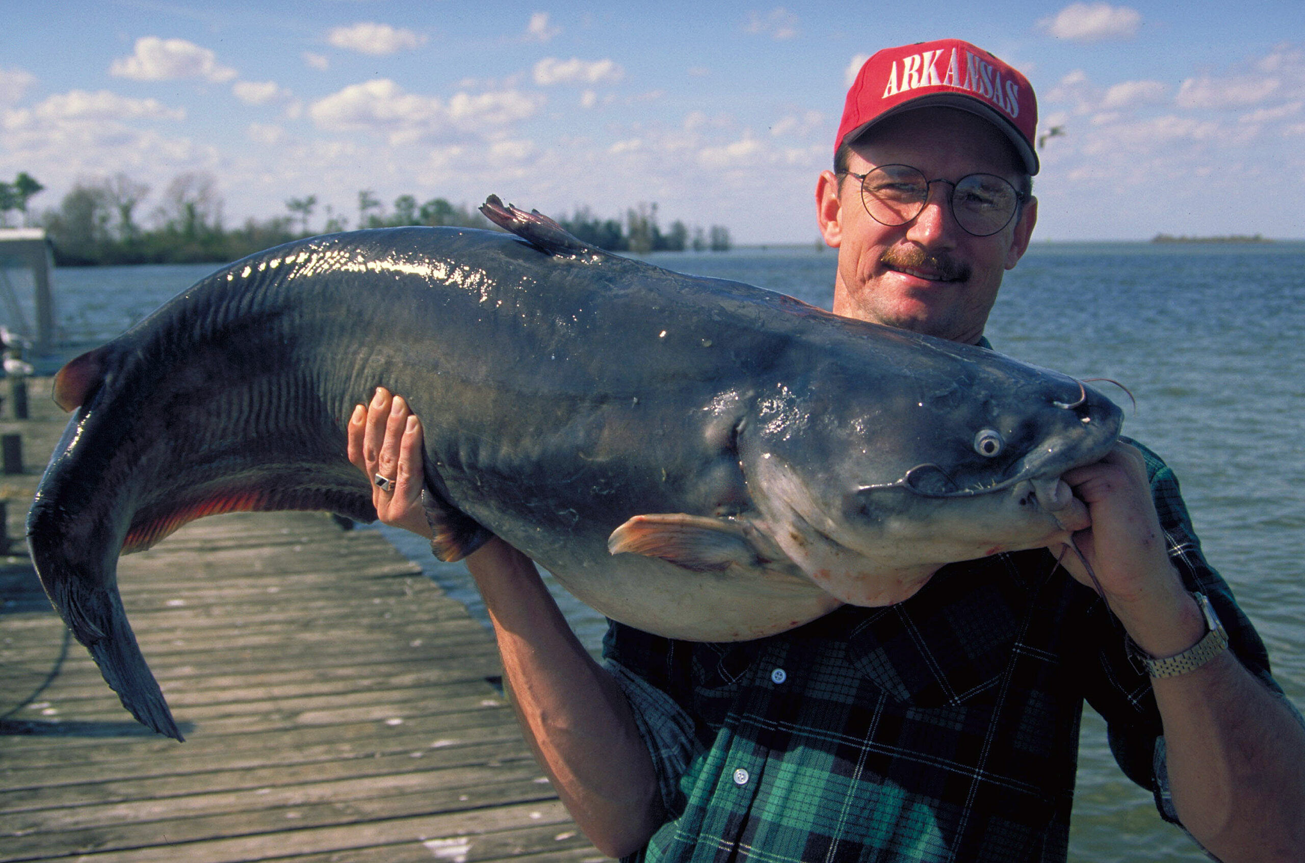 Blue Catfish 143