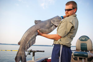 Blue Catfish 144