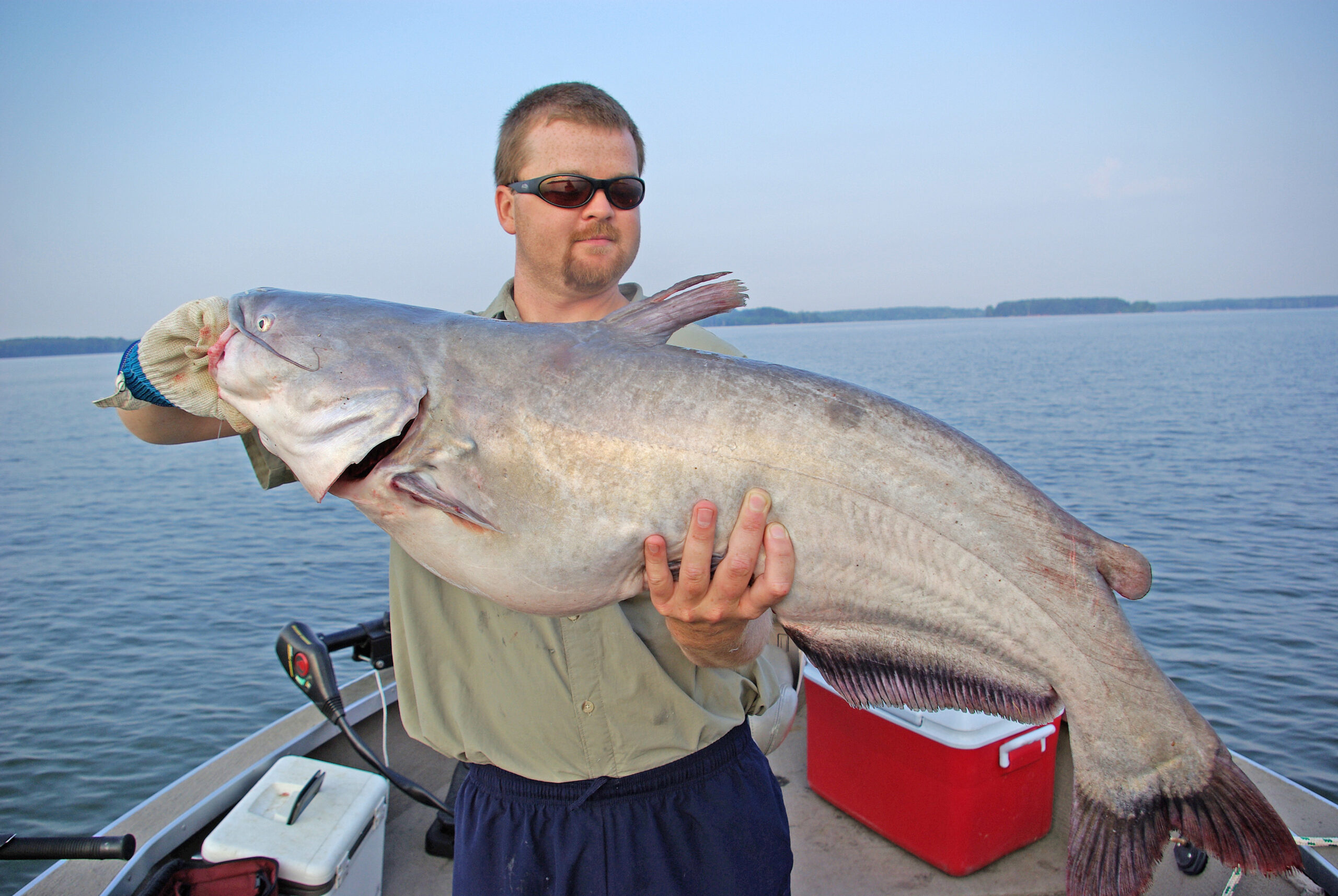 Blue Catfish 149