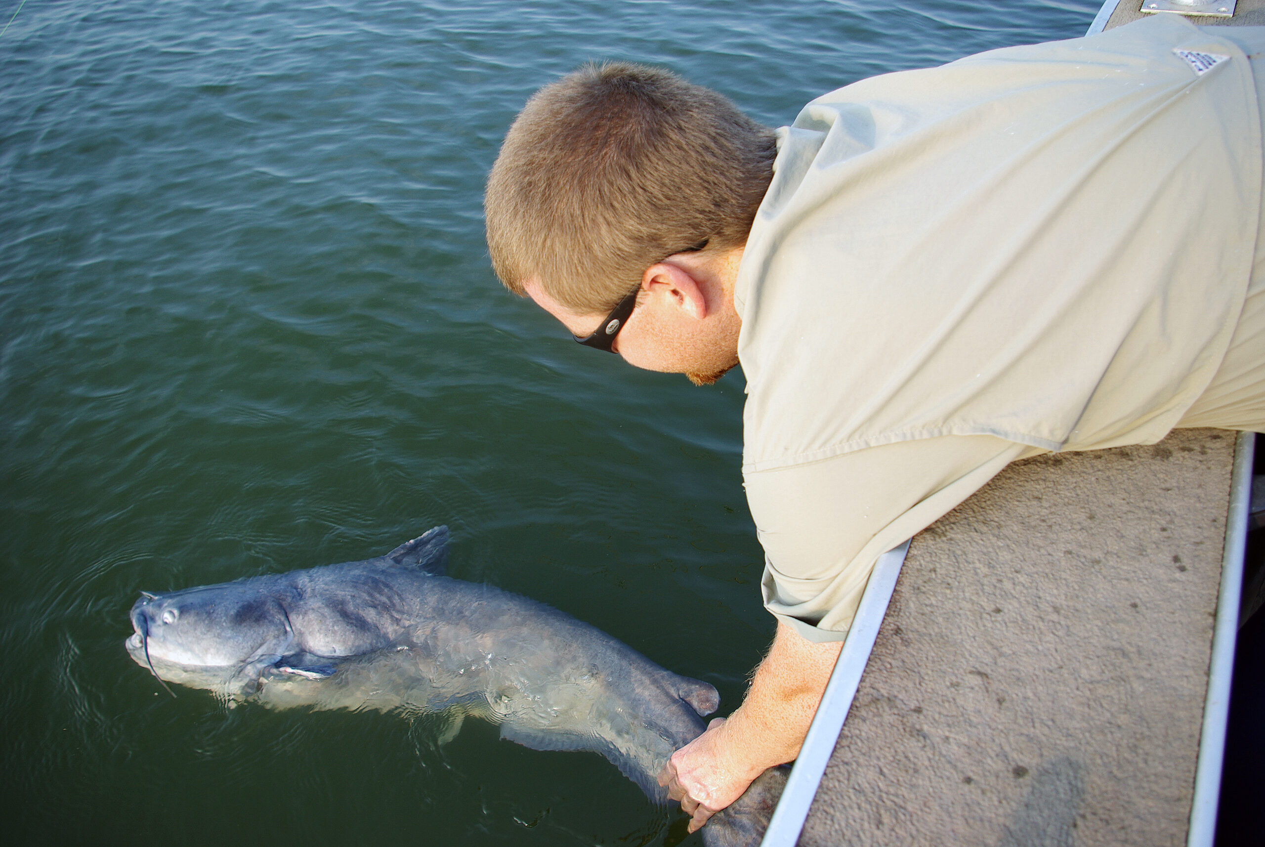 Blue Catfish 168