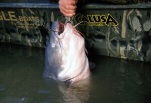 Blue Catfish 169