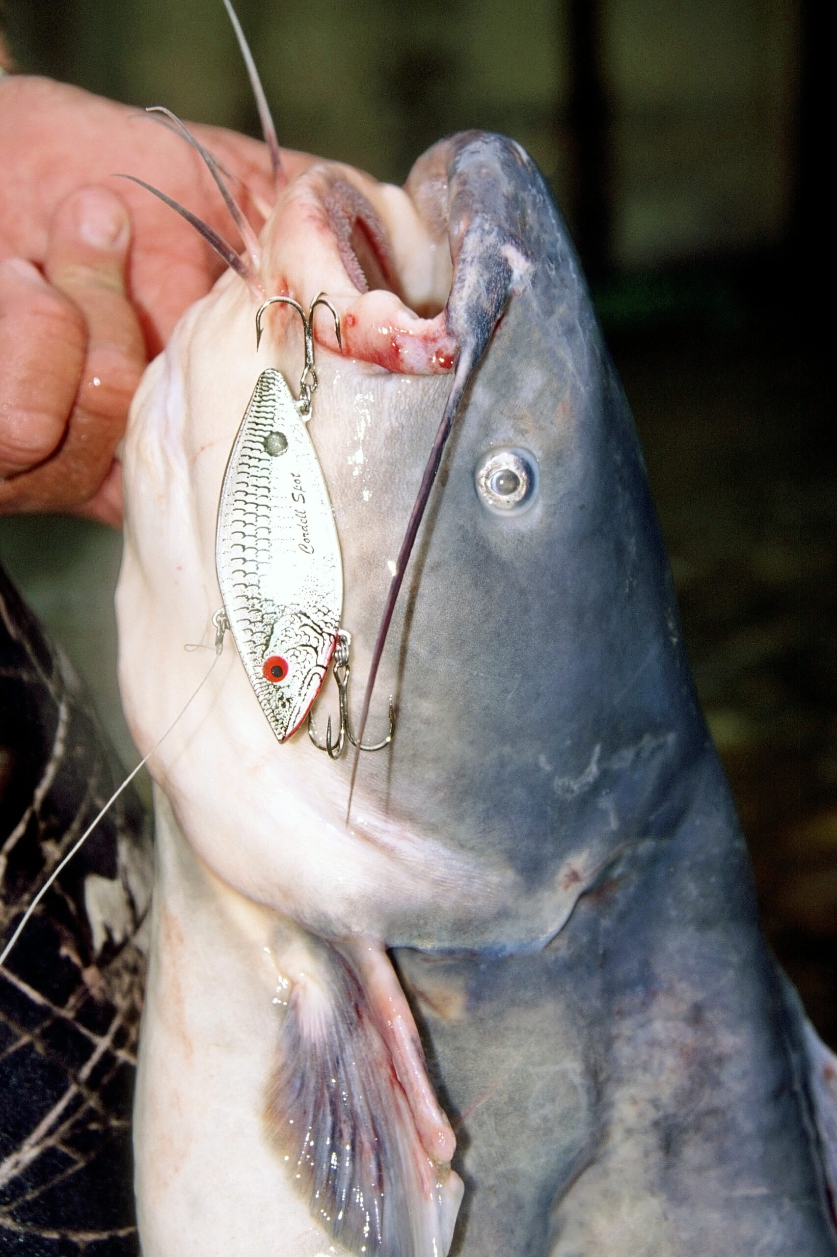 Blue Catfish 173