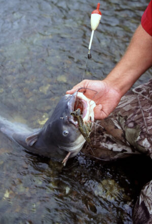 Blue Catfish 175