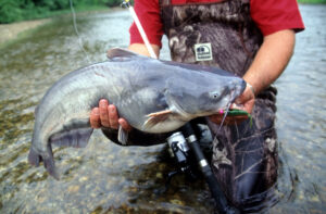 Blue Catfish 176