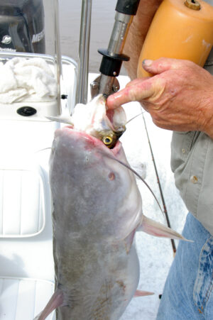 Blue Catfish 177