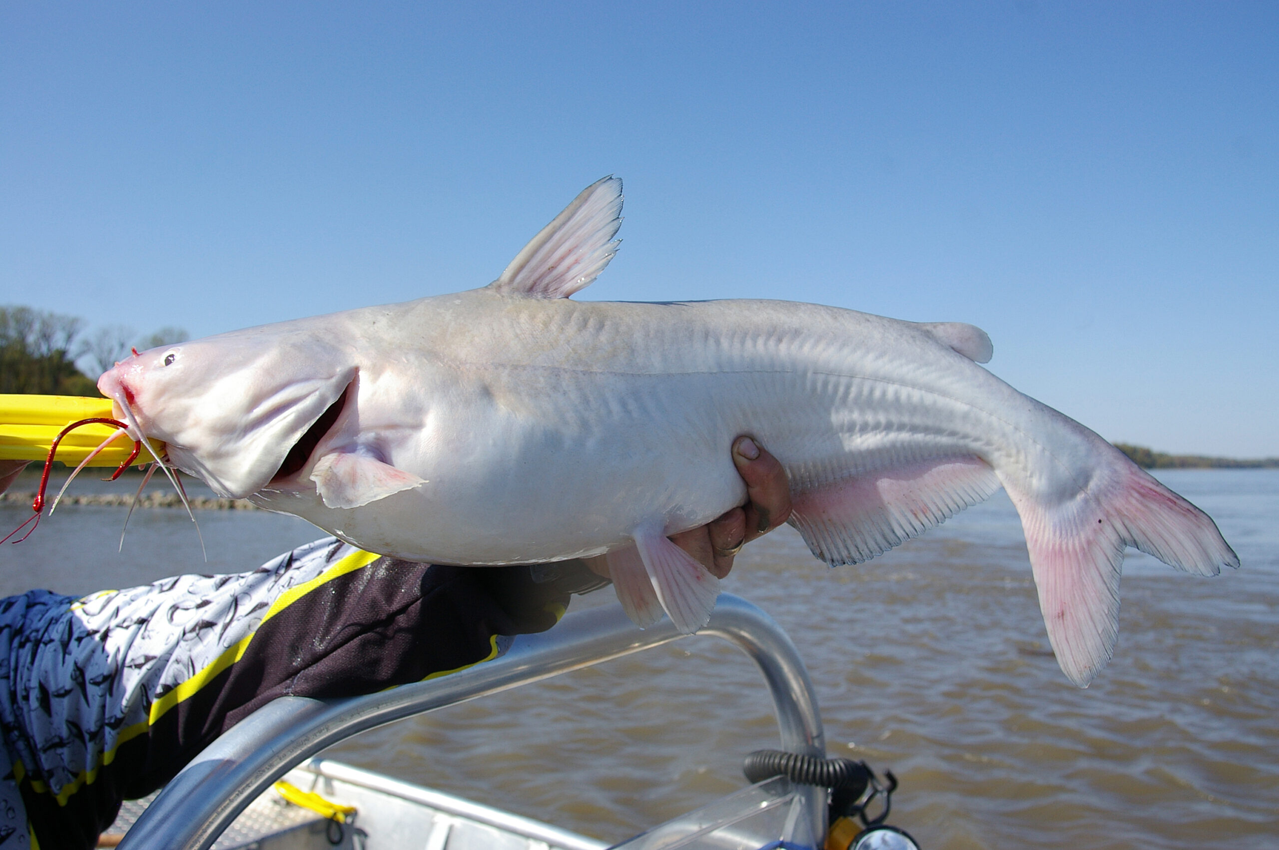 Blue Catfish 178