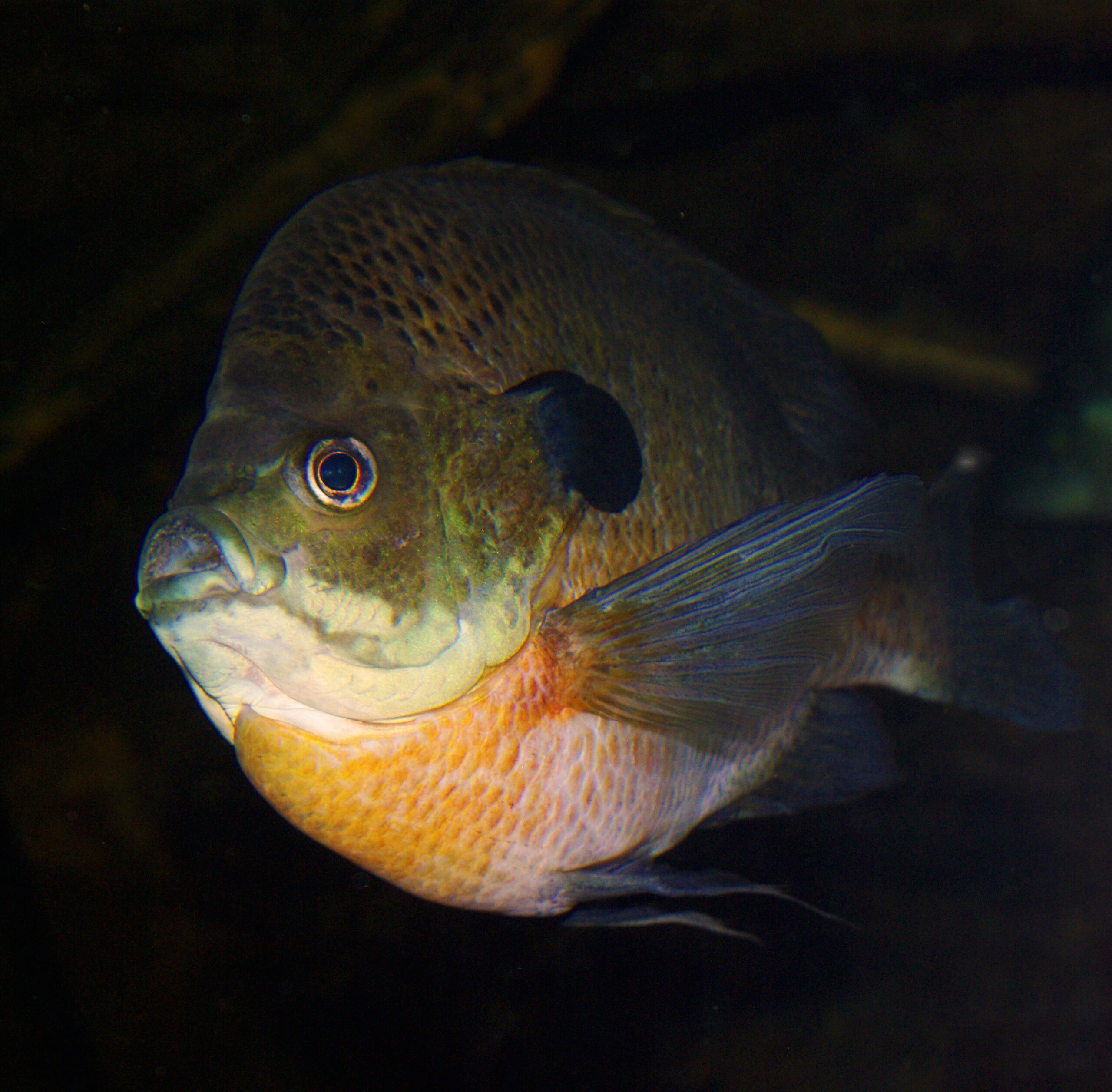 Bluegill 002