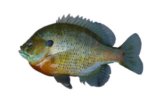 Bluegill 003