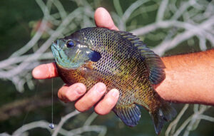 Bluegill 004