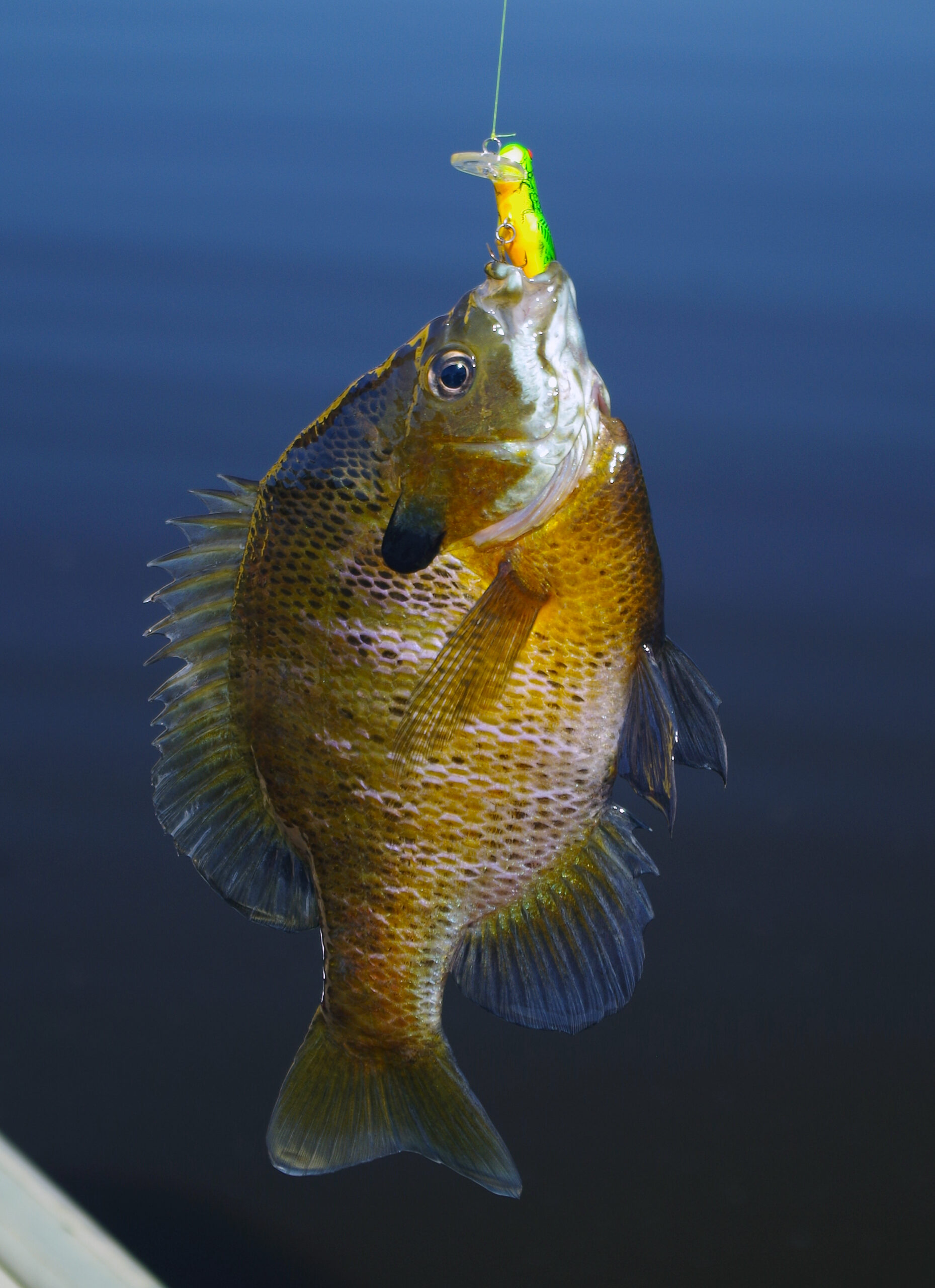 Bluegill 006