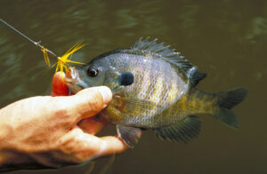 Bluegill 007