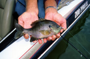 Bluegill 008