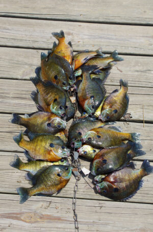 Bluegill 009