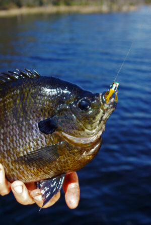 Bluegill 010