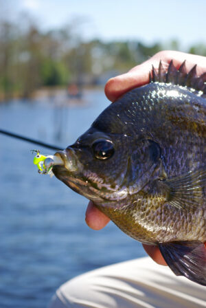 Bluegill 012