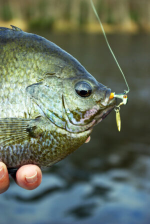 Bluegill 013