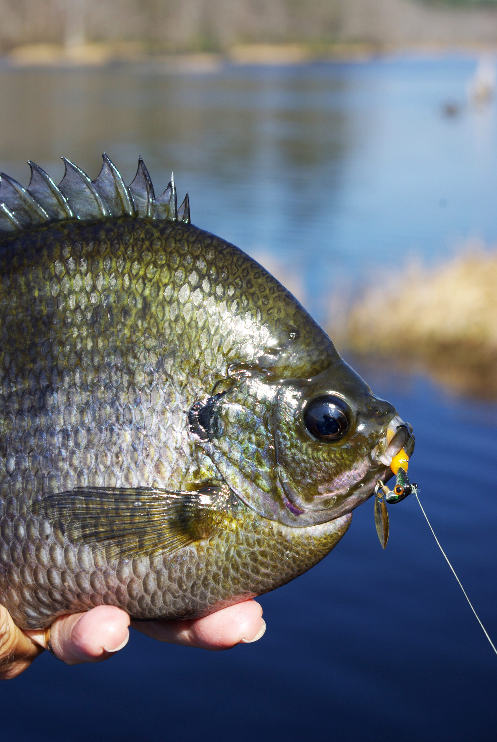 Bluegill 014