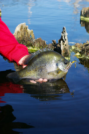 Bluegill 015