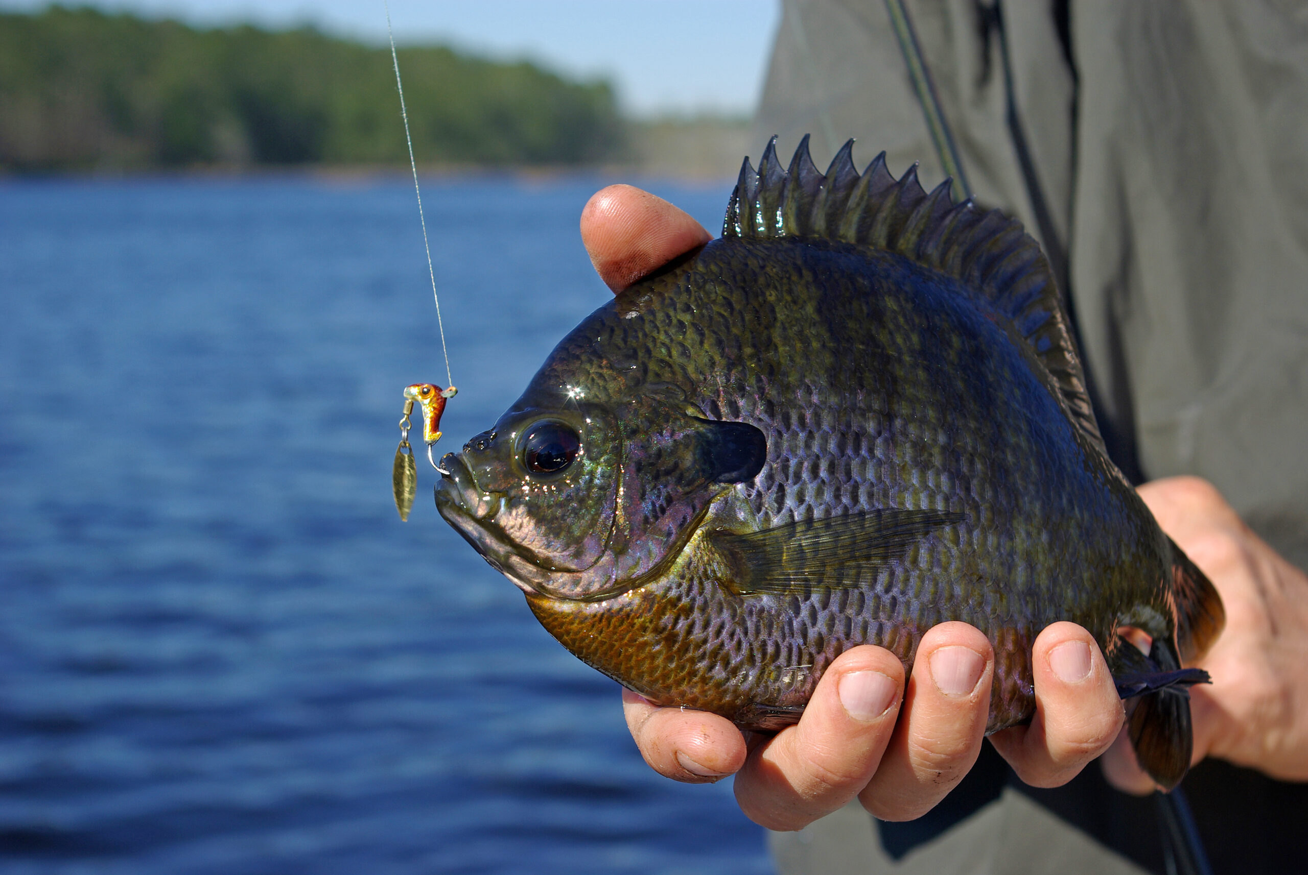 Bluegill 017