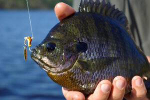 Bluegill 018