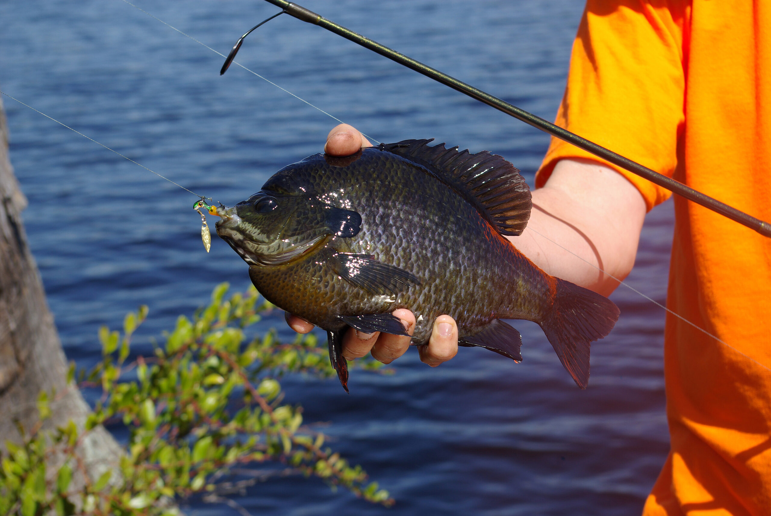 Bluegill 019