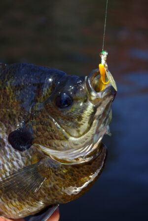 Bluegill 020