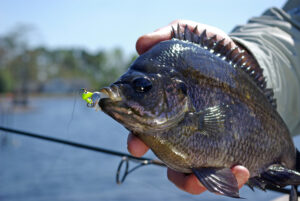 Bluegill 021