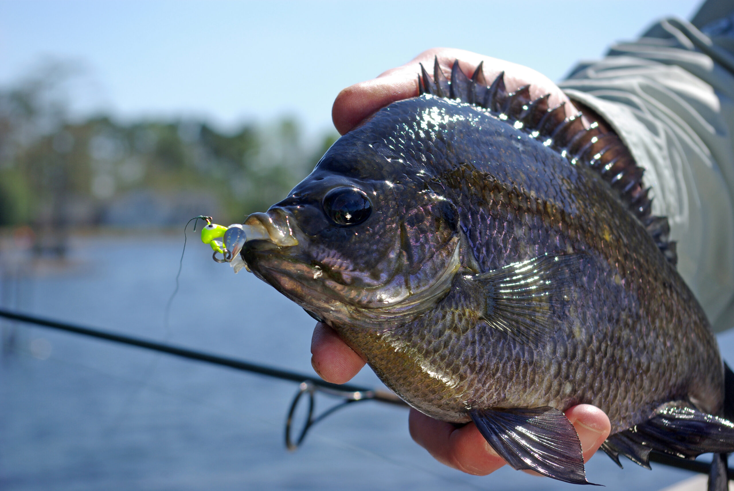 Bluegill 021