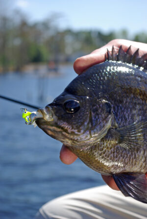 Bluegill 022