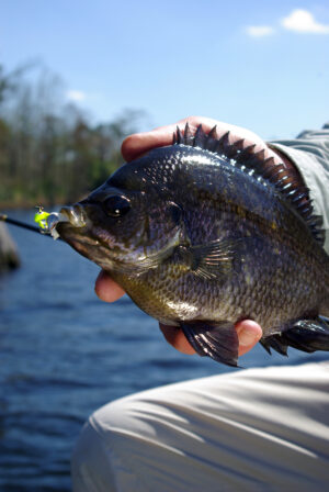 Bluegill 023