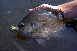 Bluegill 024