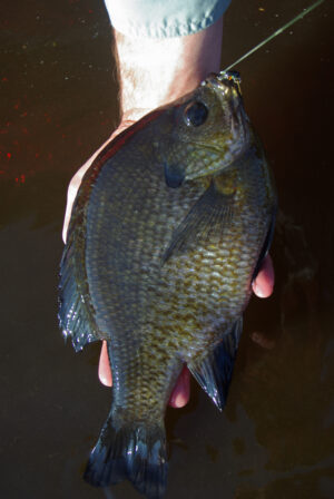 Bluegill 025