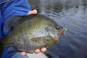 Bluegill 026