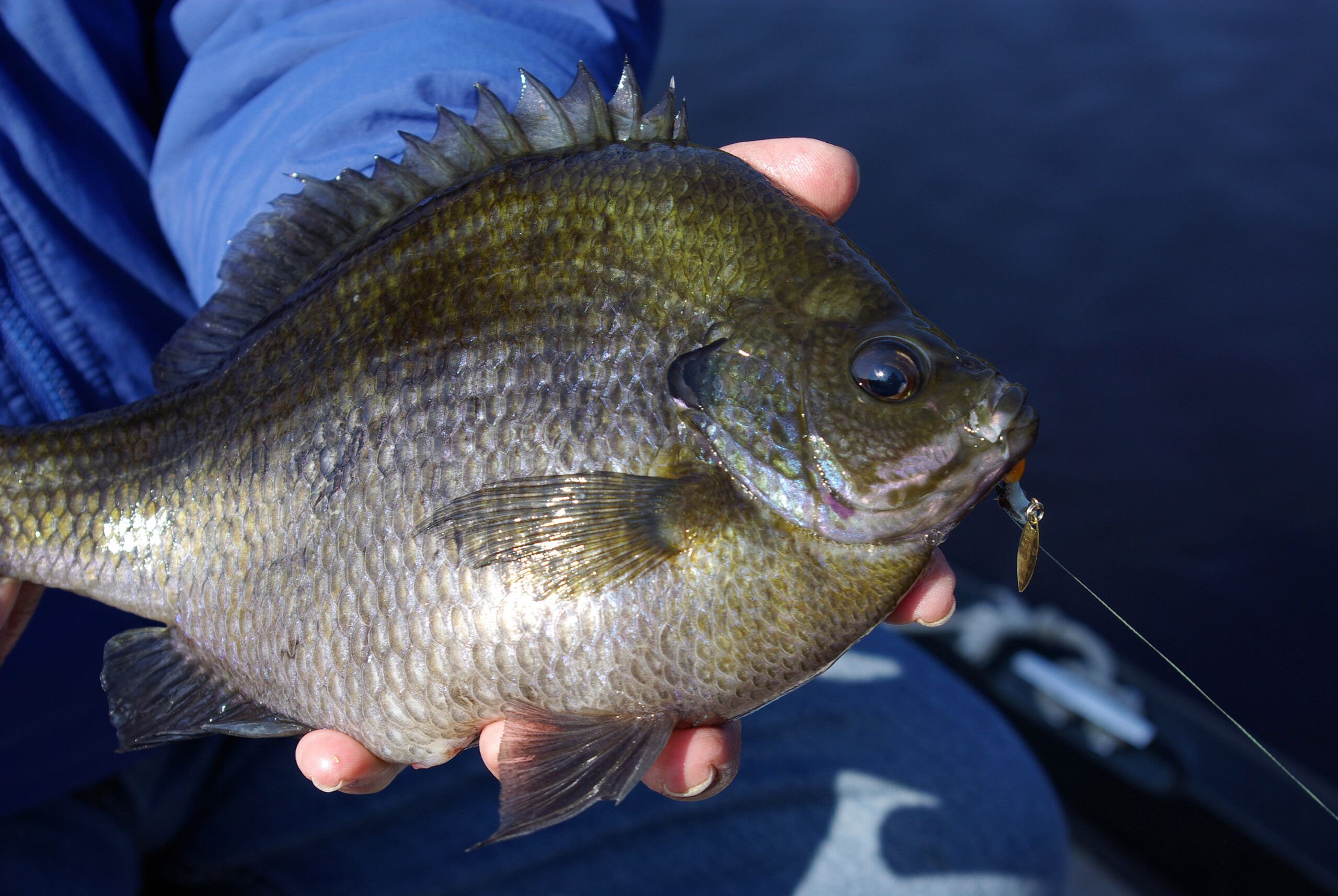 Bluegill 029