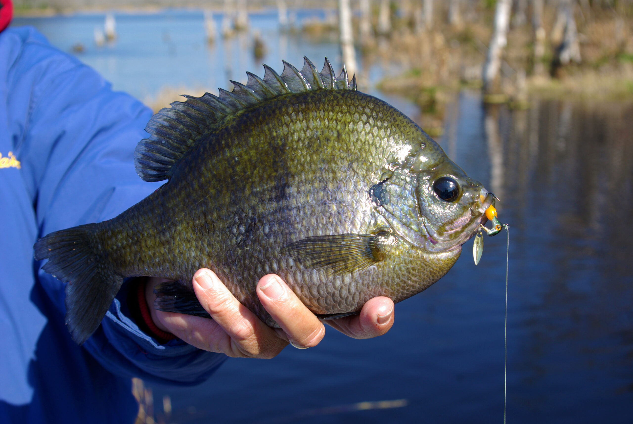 Bluegill 030